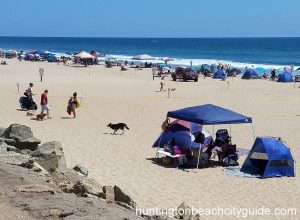 huntington dog beach huntintong beach california beaches